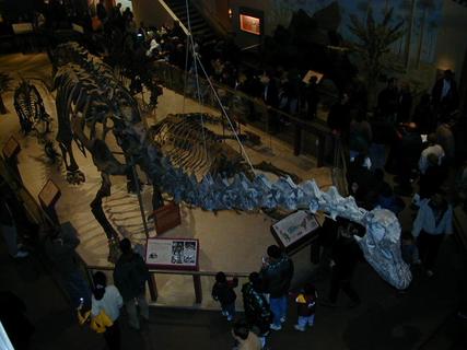 Dinosaur hall at the Natural History Museum<br>Location: <a href="https://www.google.com/maps/search/?api=1&query=38.89126,-77.02602" target="_new">Smithsonian National Museum of Natural History</a>